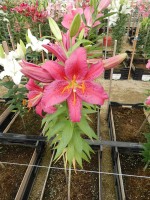 [4542 VH18 No01.JPG]